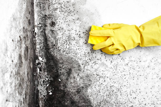 Best Emergency Mold Remediation in Burlington, OH