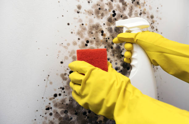 Best Post-Flood Mold Remediation in Burlington, OH