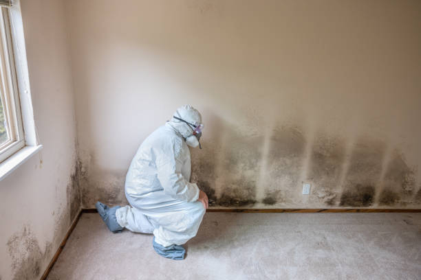 Best Kitchen Mold Remediation in Burlington, OH