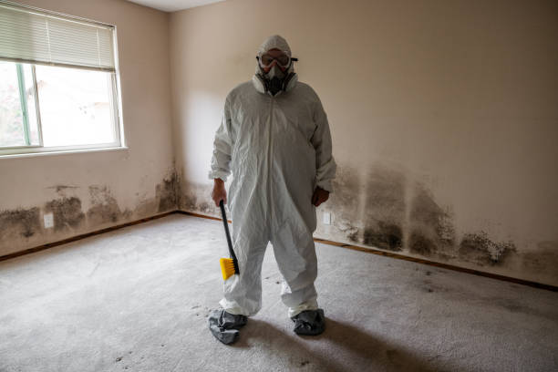Best White Mold Remediation in Burlington, OH