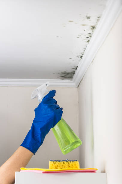Best Crawl Space Mold Remediation in Burlington, OH